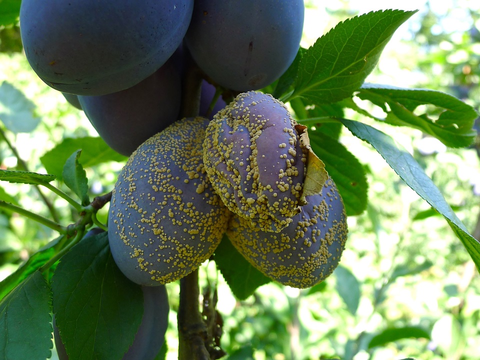 Muster_20110819_Fruchtmonilia 4zu3.JPG